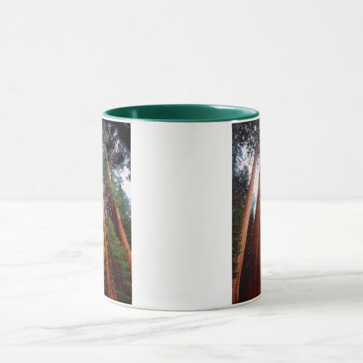 Alt wachsende Sequoia-Redwood-Bäume Tasse (Zentrum)
