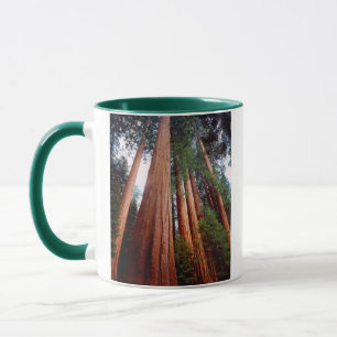 Alt wachsende Sequoia-Redwood-Bäume Tasse