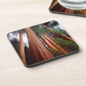 Alt wachsende Sequoia-Redwood-Bäume Untersetzer (Linke Seite)