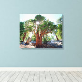 Alt wuchernde Juniperbaum in den Sierras Leinwanddruck (Insitu (Holzboden))