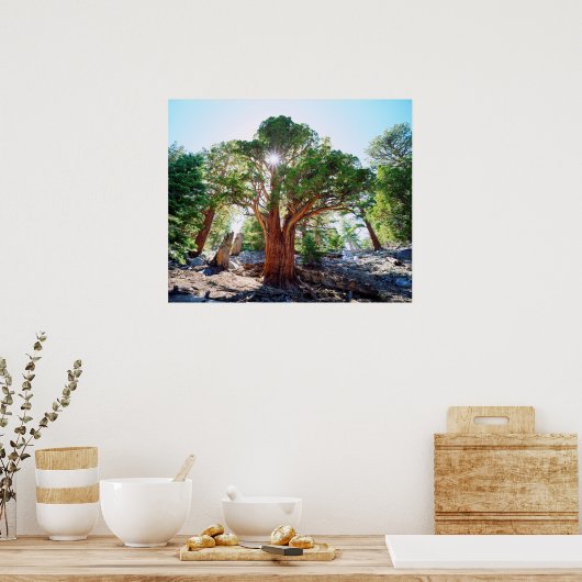 Alt wuchernde Juniperbaum in den Sierras Poster (Küche)