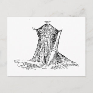 Alte Anatomie Illustration Muskeln des Nackens Postkarte