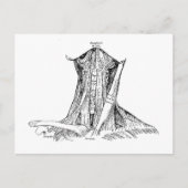 Alte Anatomie Illustration Muskeln des Nackens Postkarte (Vorderseite)