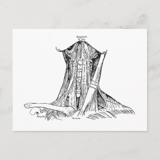 Alte Anatomie Illustration Muskeln des Nackens Postkarte (Vorderseite)