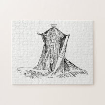 Alte Anatomie-Illustrations-Muskeln des Halses