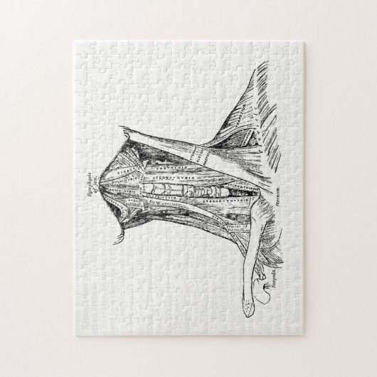 Alte Anatomie-Illustrations-Muskeln des Halses Puzzle (Vertikal)