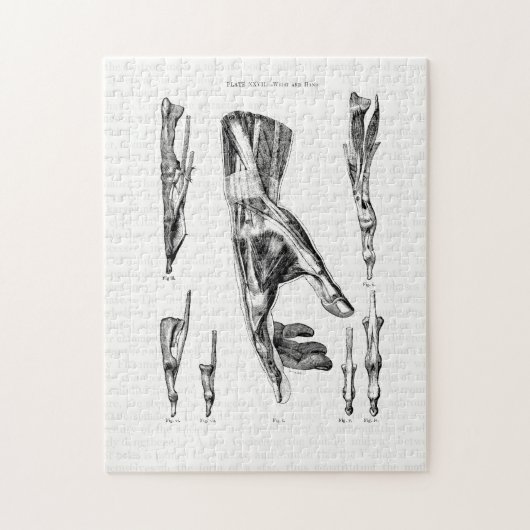Alte Anatomie KunstMuskeln der Hand und des Handge Puzzle (Vertikal)