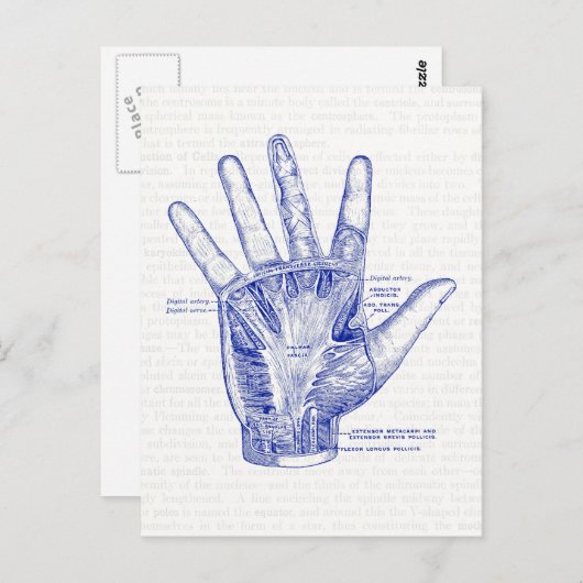 Alte Anatomie Zeichnend Handfläche Postkarte (Vorne/Hinten)