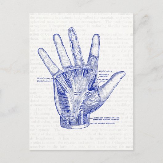 Alte Anatomie Zeichnend Handfläche Postkarte (Vorderseite)