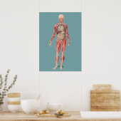 Alte anatomische Illustration Poster (Küche)