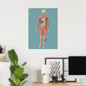 Alte anatomische Illustration Poster (Heimbüro)