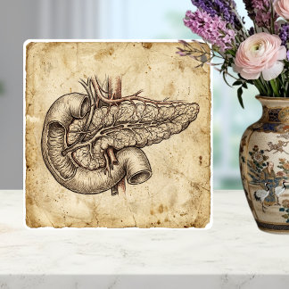 Alte anatomische Skizze der Bauchspeicheldrüse Ill Fliese