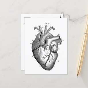 Alte anatomische Zeichnung menschliches Herz Postkarte