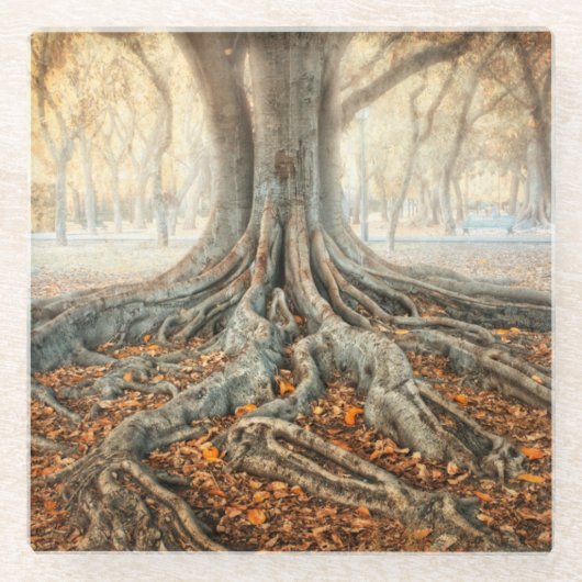 Alte Baum-Wurzeln Glasuntersetzer (Vorderseite)