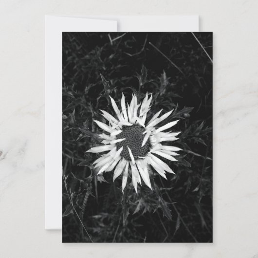 Alte Blume Einladung (Vorderseite)