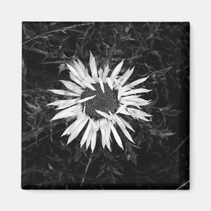 Alte Blume Magnet