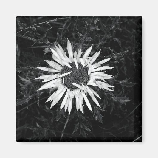 Alte Blume Magnet (Vorne)