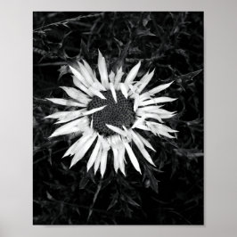 Alte Blume Poster