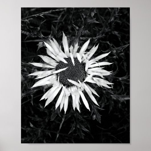 Alte Blume Poster (Vorne)