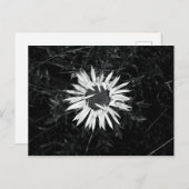 Alte Blume Postkarte (Vorne/Hinten)