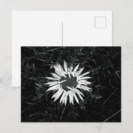 Alte Blume Postkarte (Vorne/Hinten)