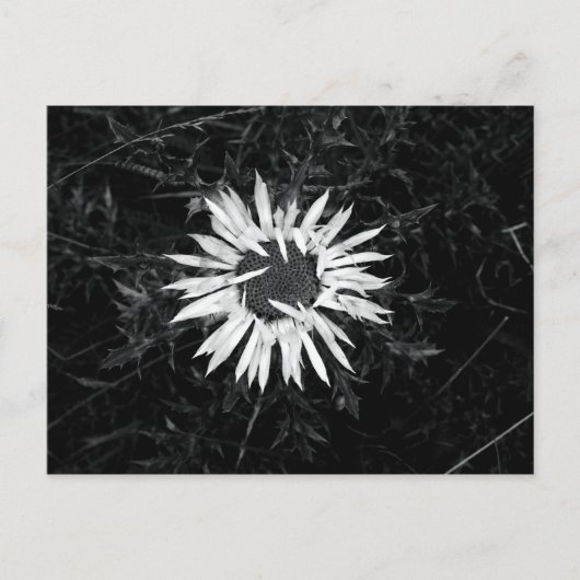 Alte Blume Postkarte (Vorderseite)
