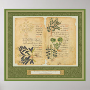 Alte botanische Druck-/Wandkräuterkunst Poster