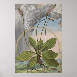 Alte botanische Kunst am Lago Maggiore Poster