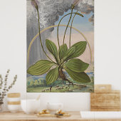 Alte botanische Kunst am Lago Maggiore Poster (Küche)