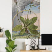 Alte botanische Kunst am Lago Maggiore Poster (Heimbüro)