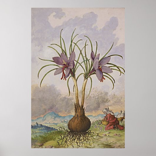 Alte botanische Kunst - Safran Poster (Vorne)