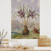 Alte botanische Kunst - Safran Poster (Küche)