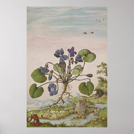 Alte botanische Kunst Viola Poster