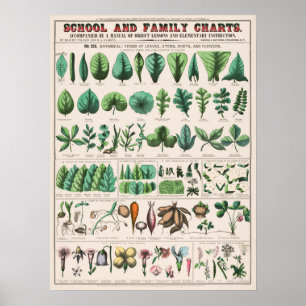 Alte Botanische Tafel Poster
