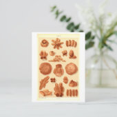 Alte Brote Italiens Postkarte (Stehend Vorderseite)
