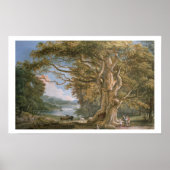 Alte Buche Poster (Vorne)