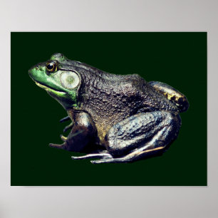 Alte Bullfrognatur Poster