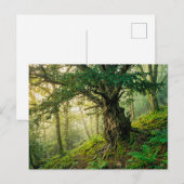 Alte Eibe mit roten Waldbeeren Postkarte (Vorne/Hinten)