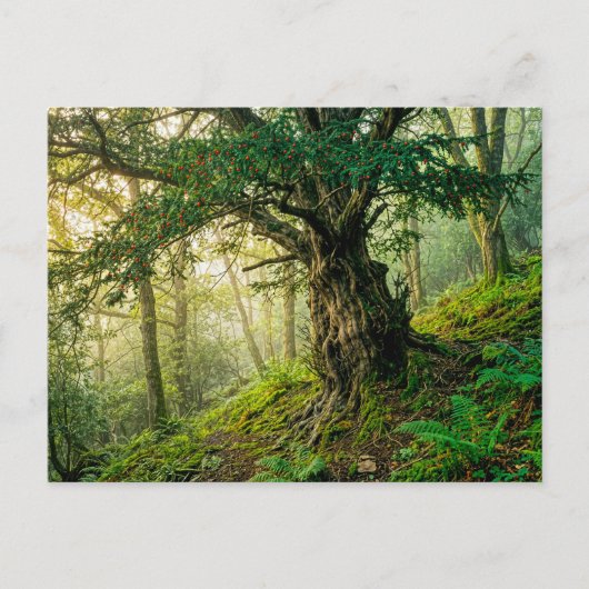 Alte Eibe mit roten Waldbeeren Postkarte (Vorderseite)