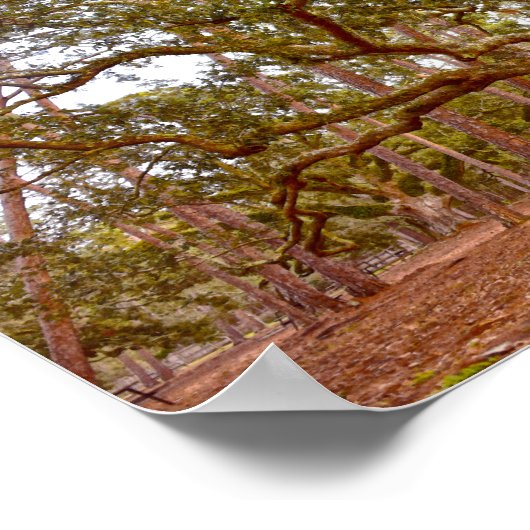 Alte Eiche, Cadillac Square, Dauphin Island Poster (Ecke)