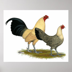 Alte englische Sahnebutterblumeen Poster