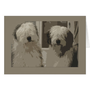 Alte englische Schäferhunde