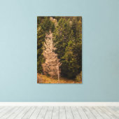 Alte Fichtenbaum stehend stolz Leinwanddruck (Insitu (Holzboden))