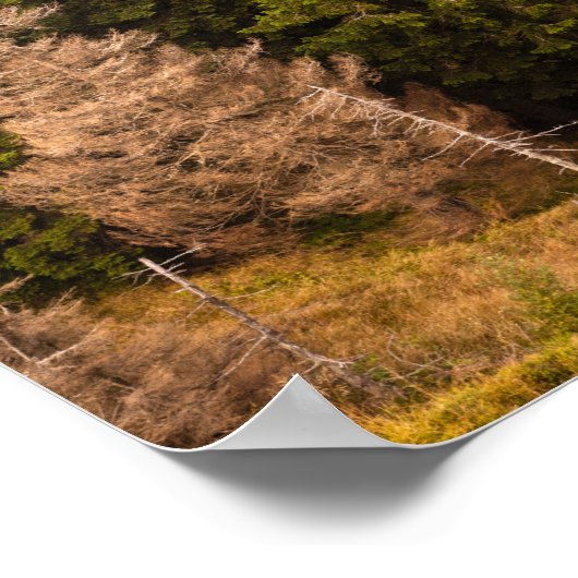 Alte Fichtenbaum stehend stolz Poster (Ecke)