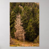 Alte Fichtenbaum stehend stolz Poster (Vorne)