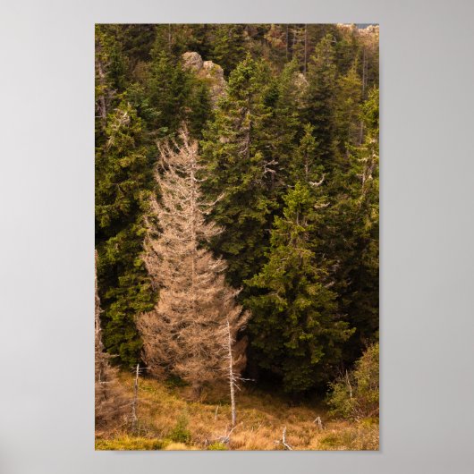 Alte Fichtenbaum stehend stolz Poster (Vorne)