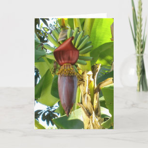 ALTE FLORIDA-BANANEN Gruß-Karte Karte