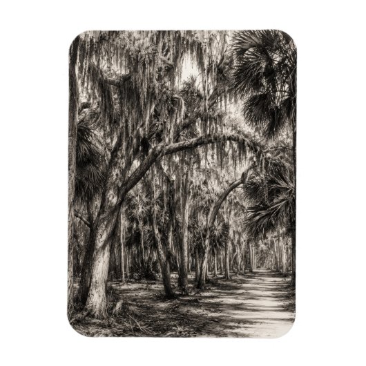 Alte Florida-Eiche-Hammock Graphit-Skizze | Rockle Magnet (Vertikal)