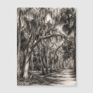Alte Florida-Eiche-Hammock Graphit-Skizze Rockle Magnetkarte