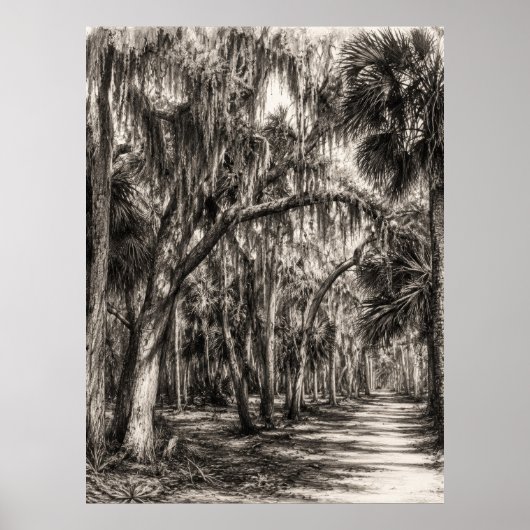 Alte Florida-Eiche-Hammock Graphit-Skizze | Rockle Poster (Vorne)